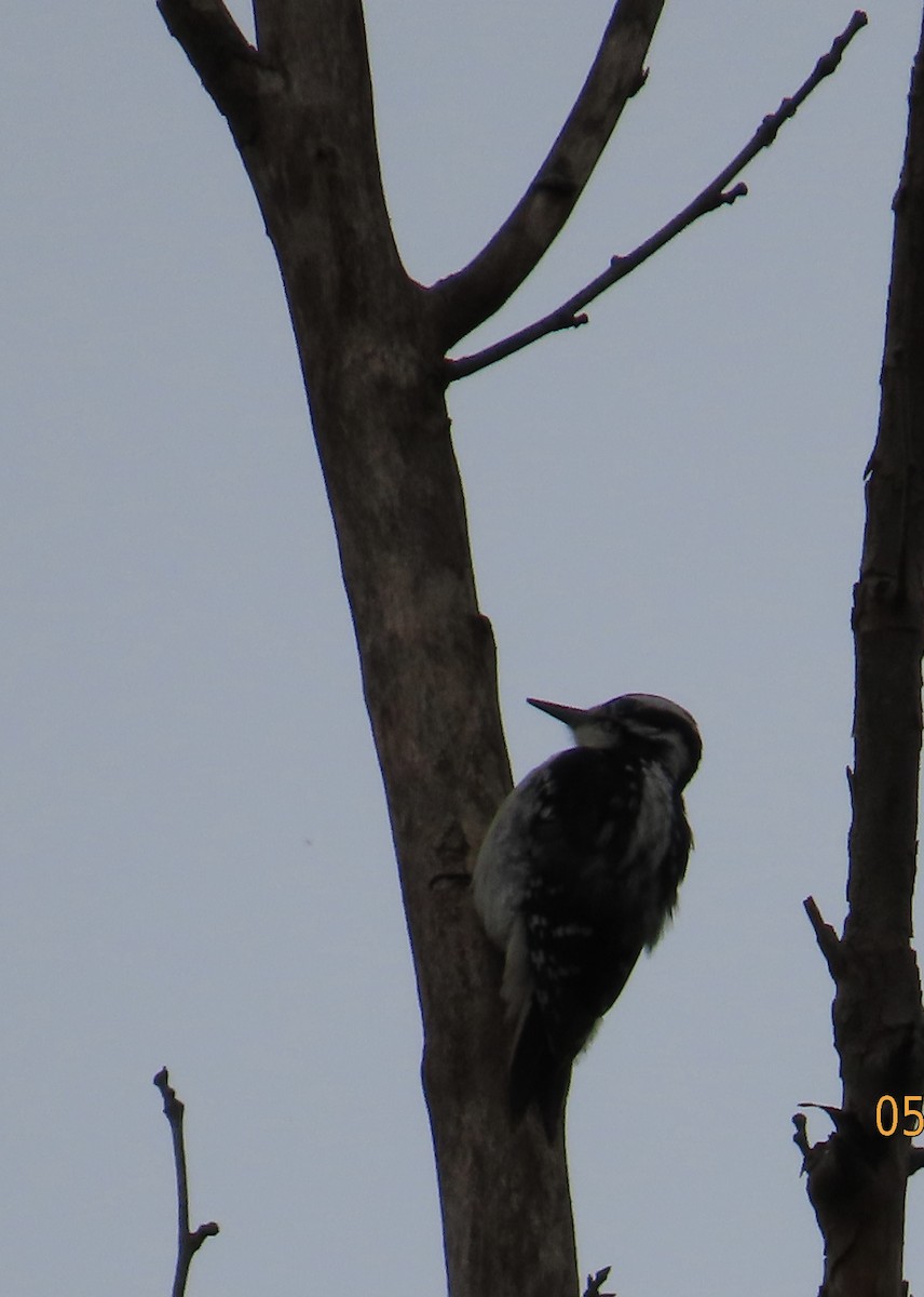 Hairy Woodpecker - ML619461726