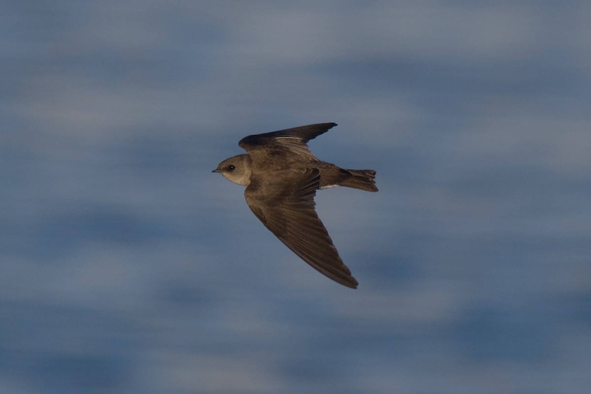 Northern Rough-winged Swallow - ML619461730