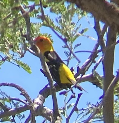 Western Tanager - ML619461757
