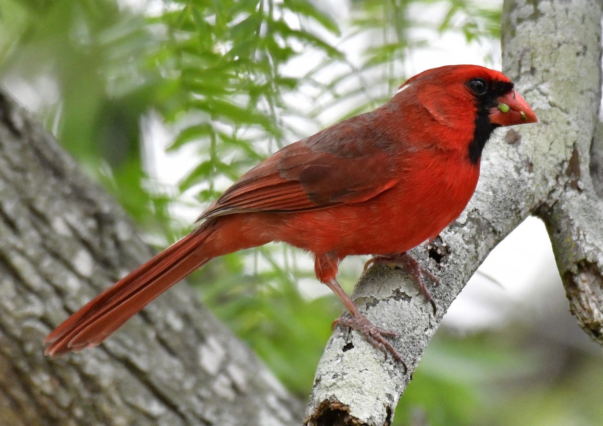 Cardinal rouge - ML619461784
