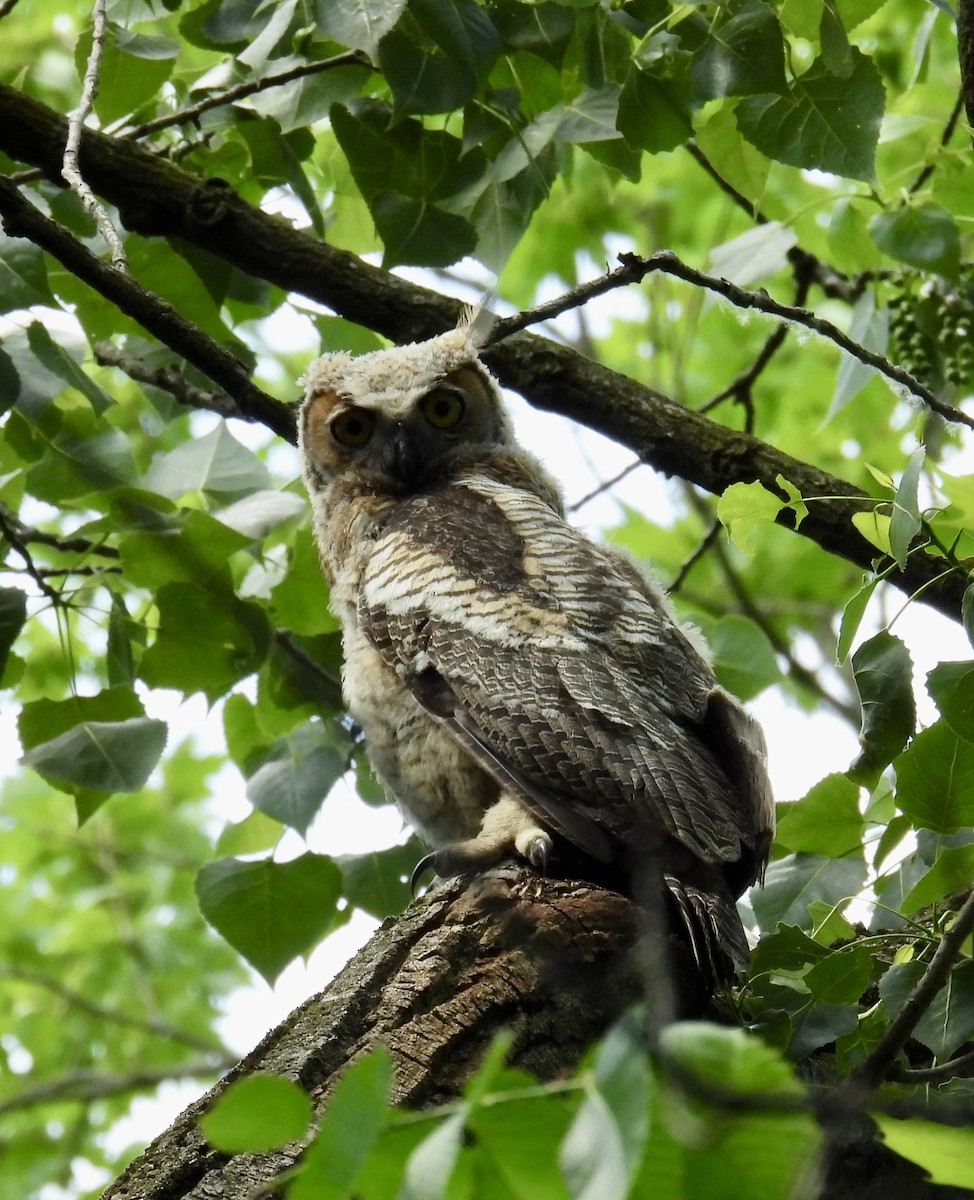 Great Horned Owl - ML619461789