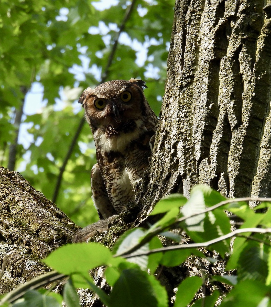 Great Horned Owl - ML619461791