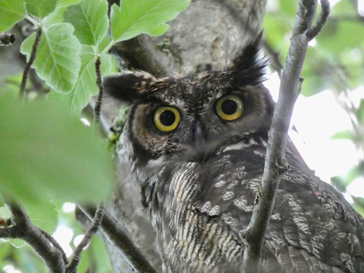 Great Horned Owl - ML619461894