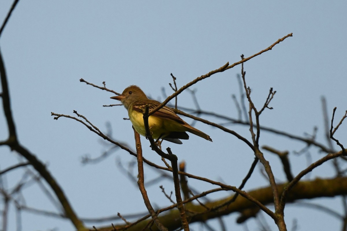 Great Crested Flycatcher - ML619461903
