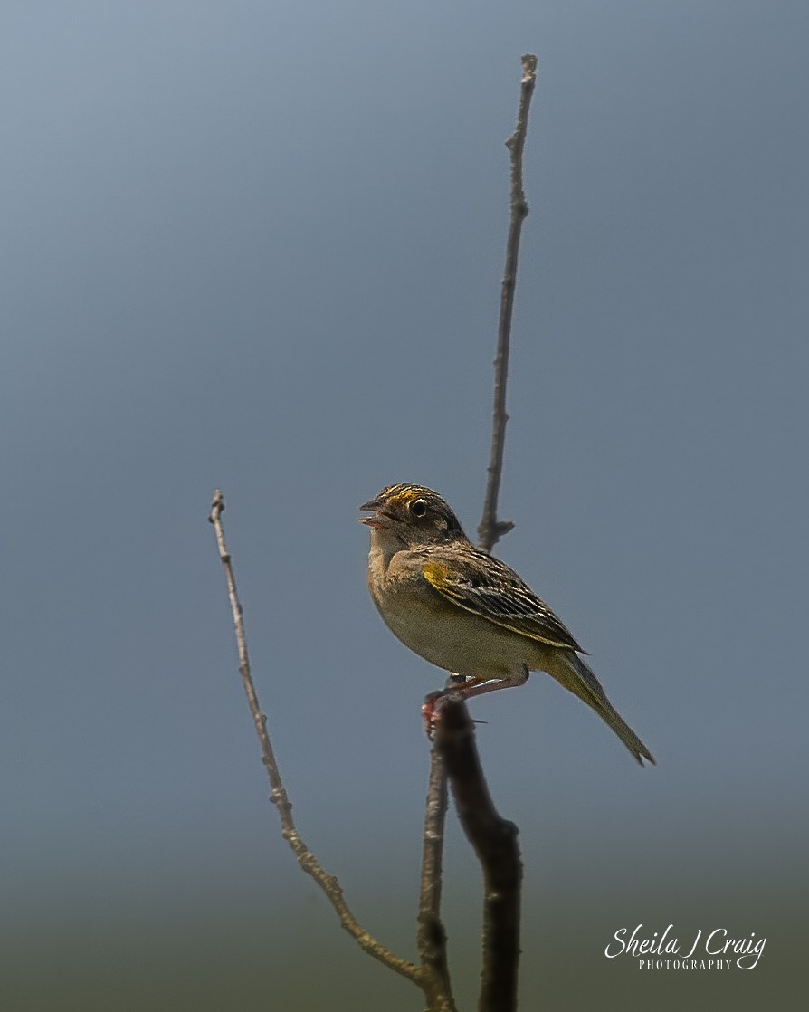 Grasshopper Sparrow - ML619461923