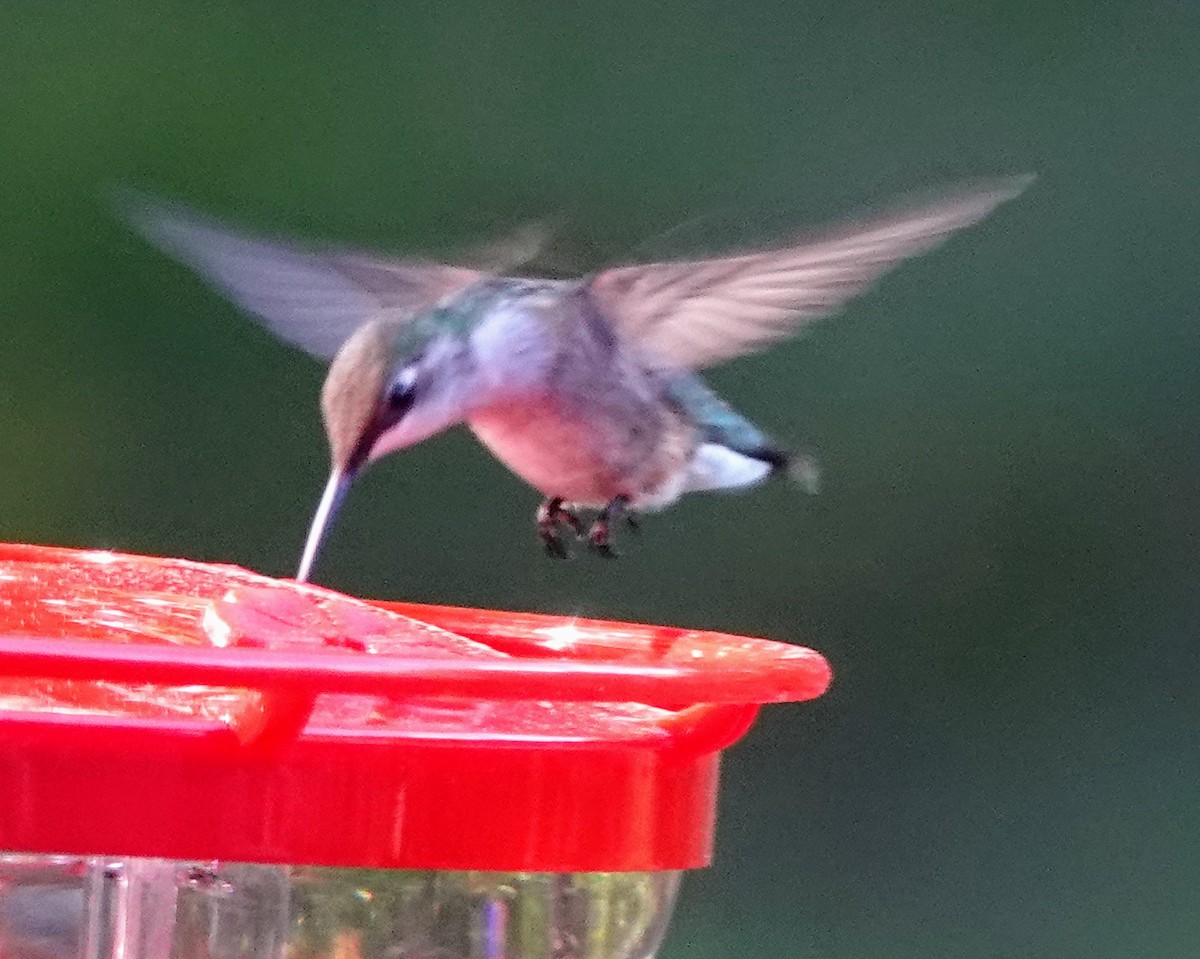 Ruby-throated Hummingbird - ML619461971