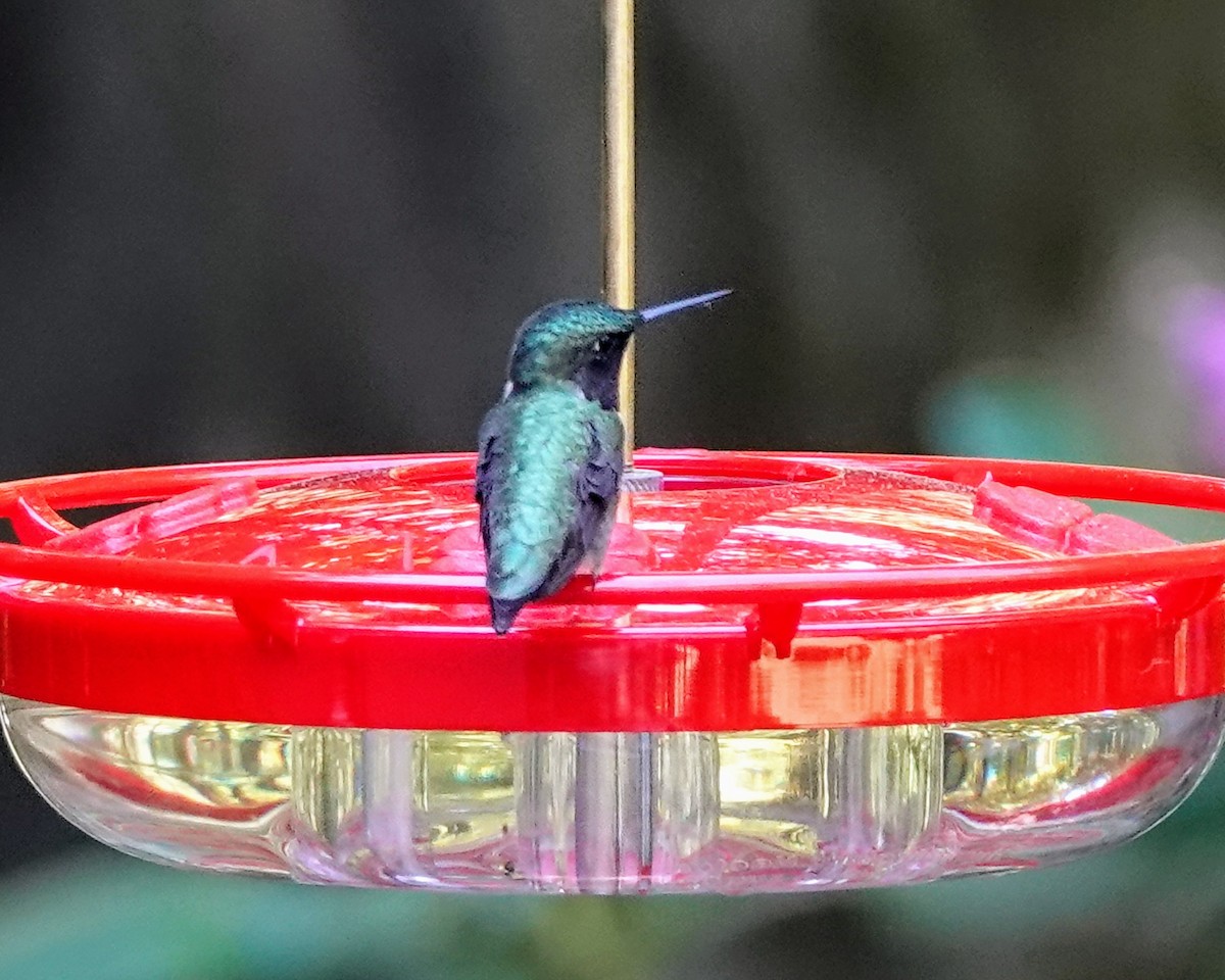 Ruby-throated Hummingbird - ML619461975
