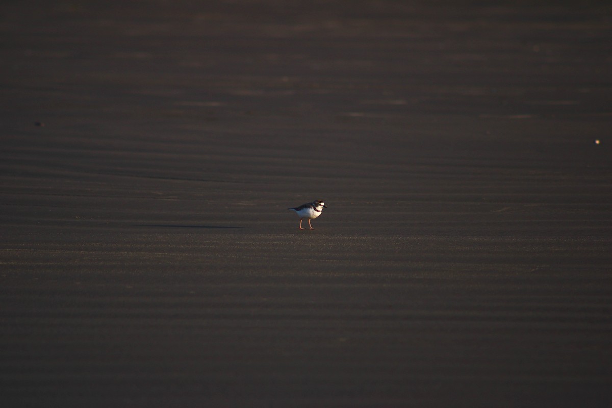Collared Plover - ML619461991