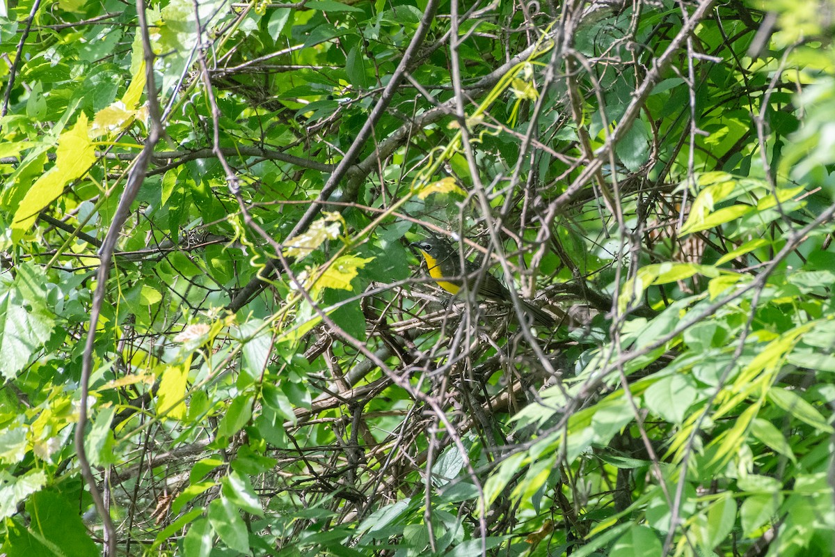 Yellow-breasted Chat - ML619461993