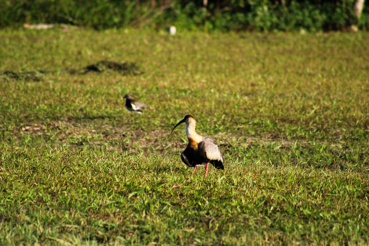 ibis bělokřídlý - ML619462005