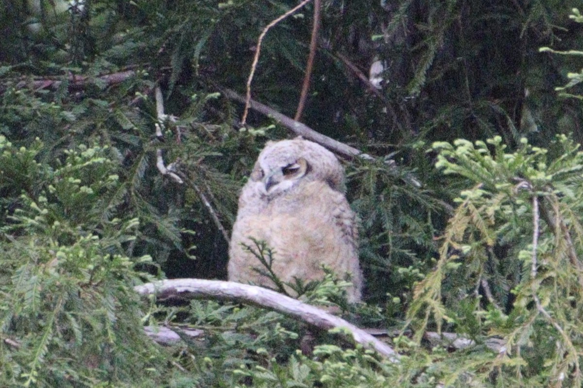 Great Horned Owl - ML619462037