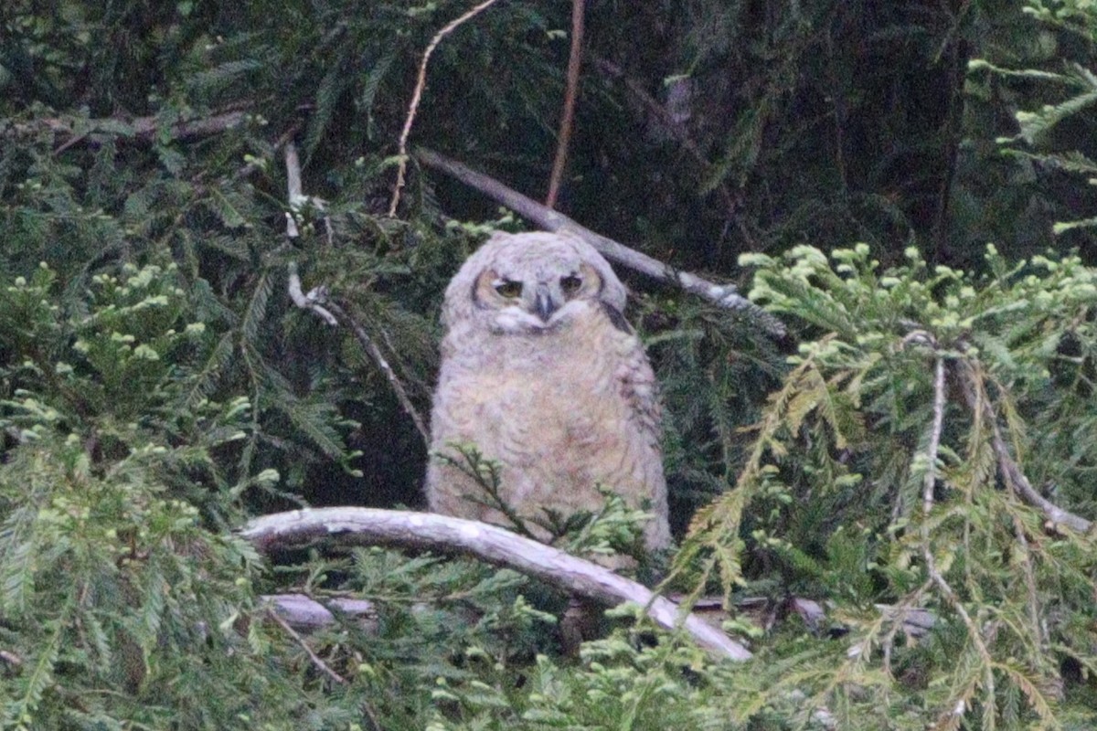 Great Horned Owl - ML619462038
