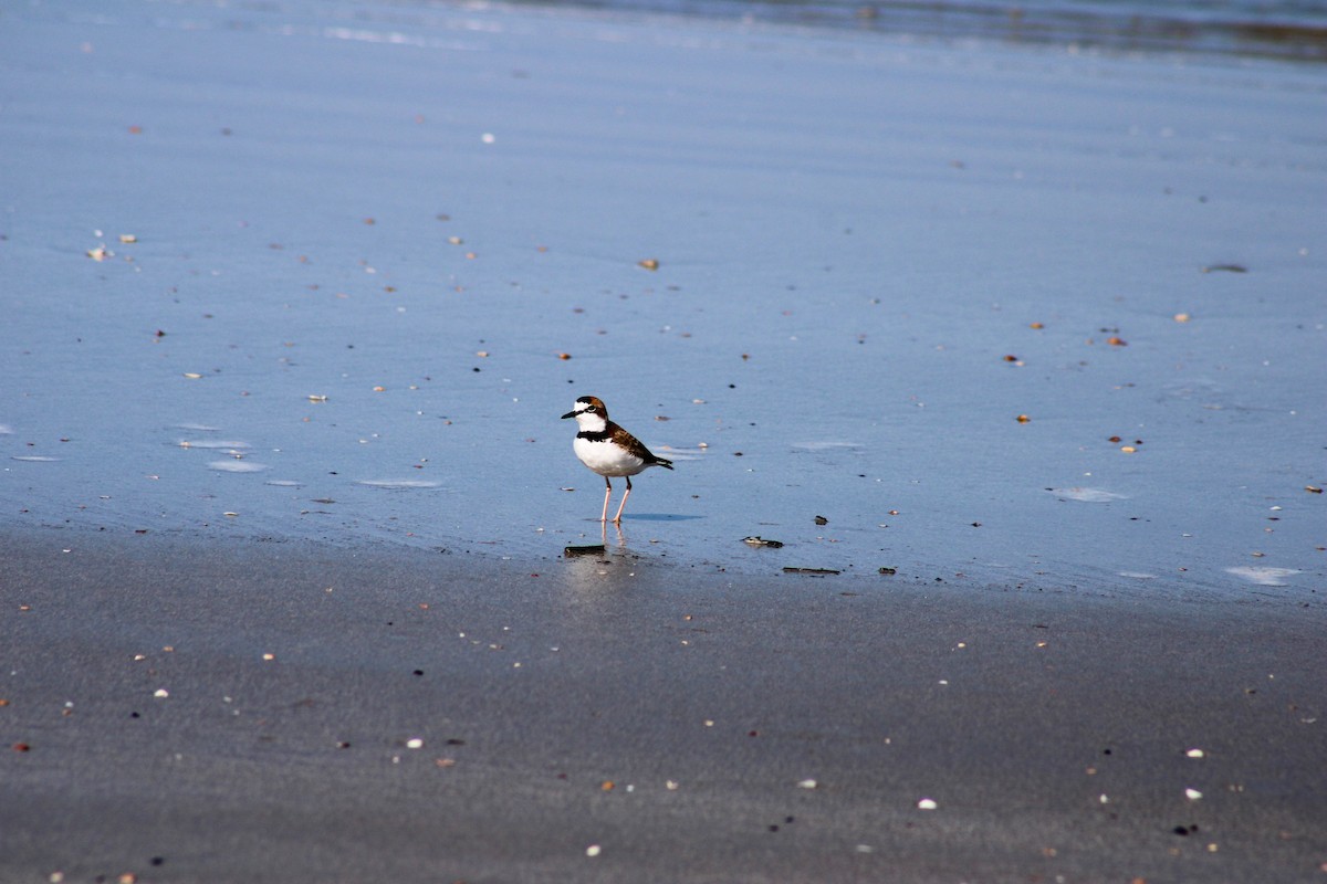 Collared Plover - ML619462044