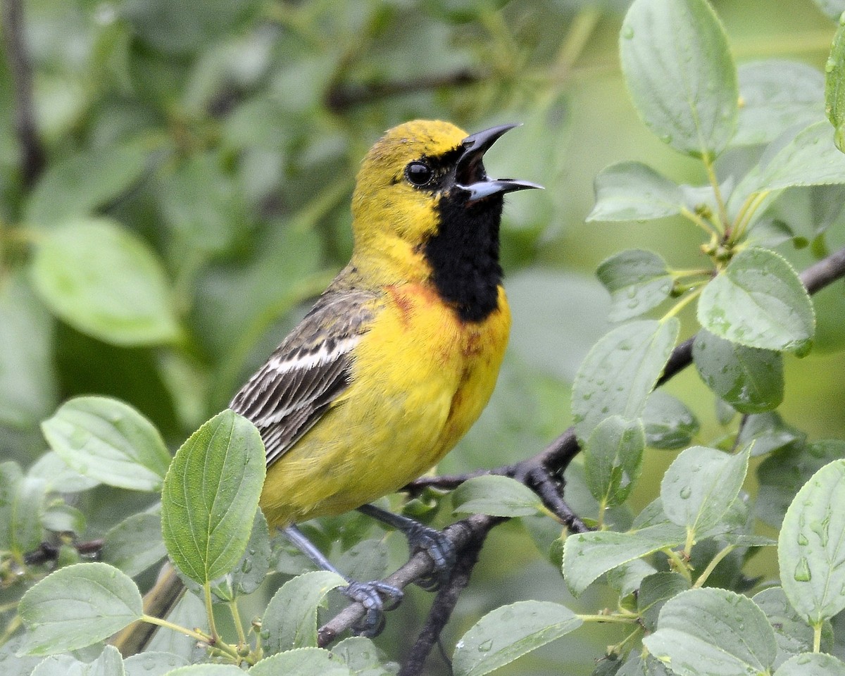 Orchard Oriole - ML619462053
