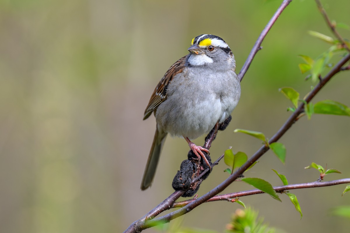 White-throated Sparrow - ML619462085