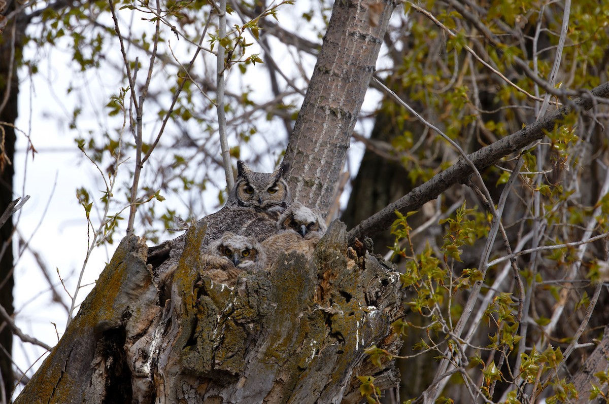 Great Horned Owl - ML619462108