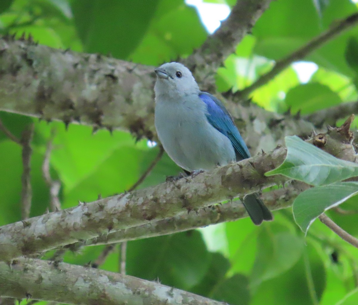 Blue-gray Tanager - ML619462154