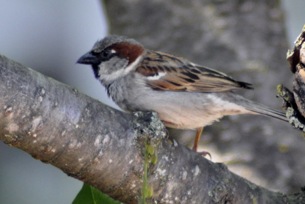 House Sparrow - ML619462256