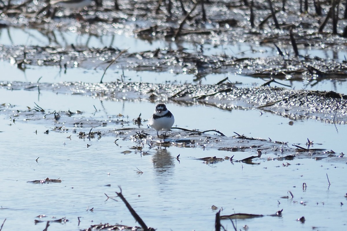 Semipalmated Plover - ML619462351