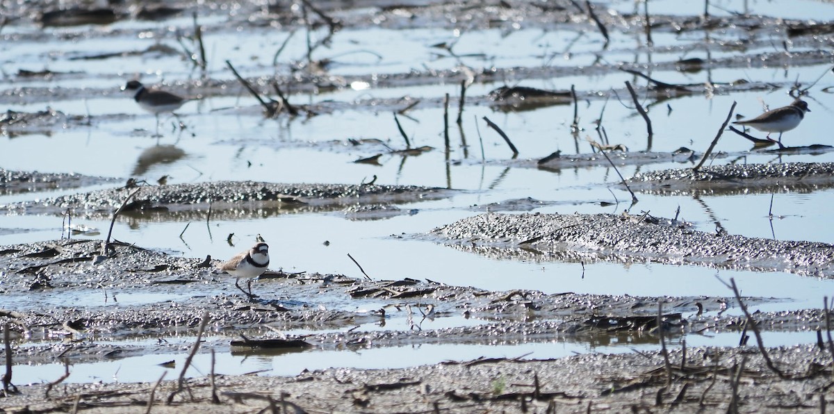 Semipalmated Plover - ML619462352