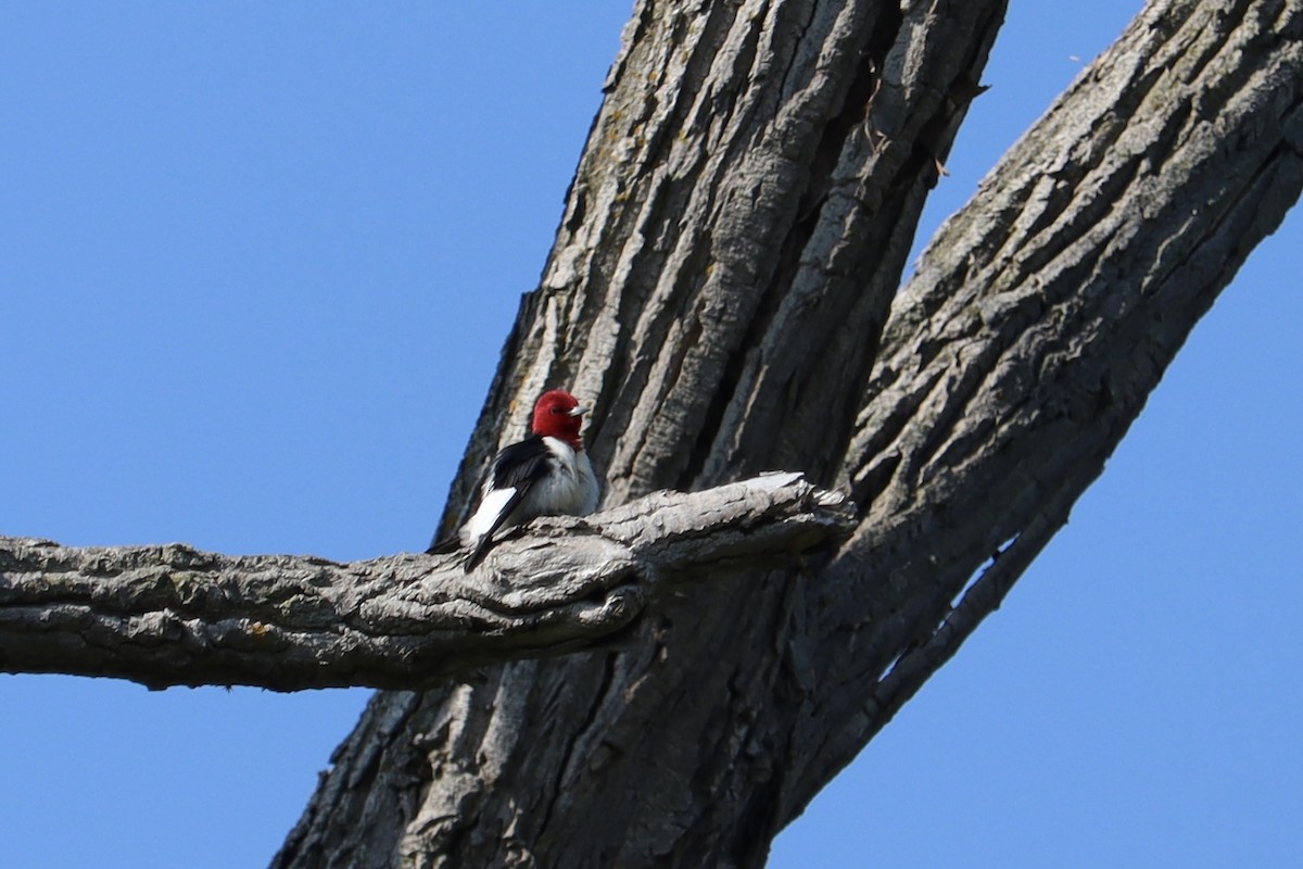 Red-headed Woodpecker - ML619462395