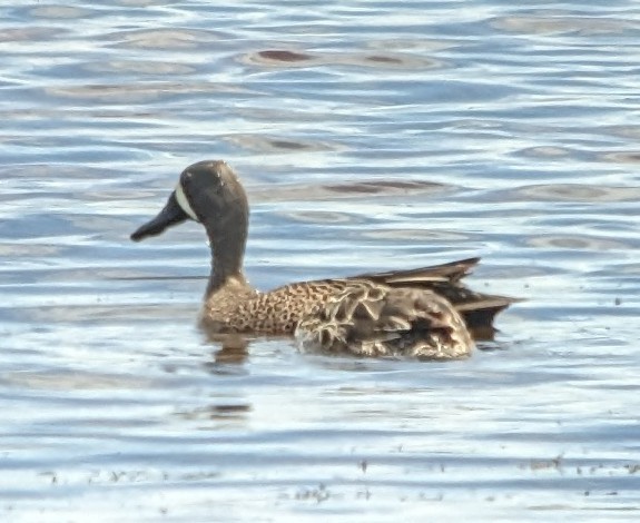 Blue-winged Teal - ML619462413