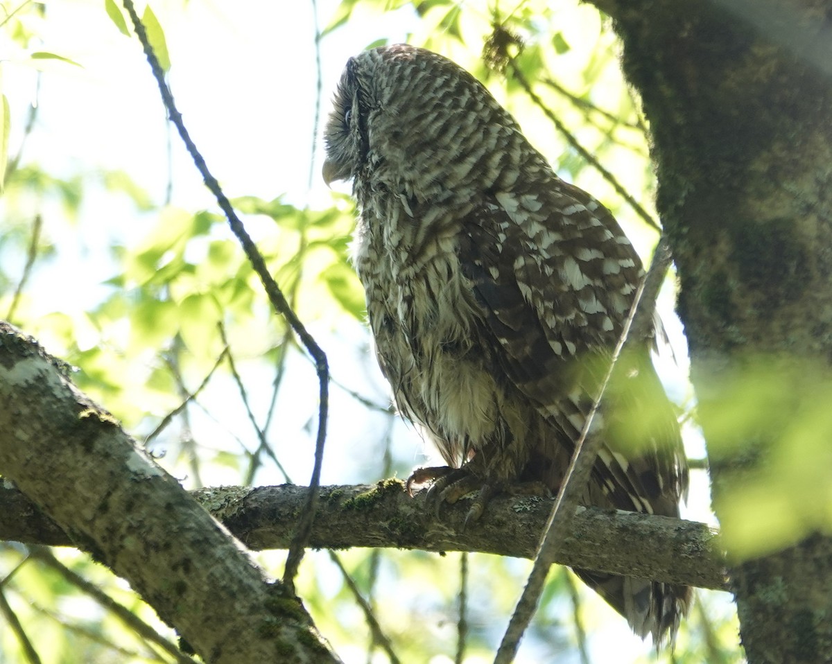 Barred Owl - ML619462466