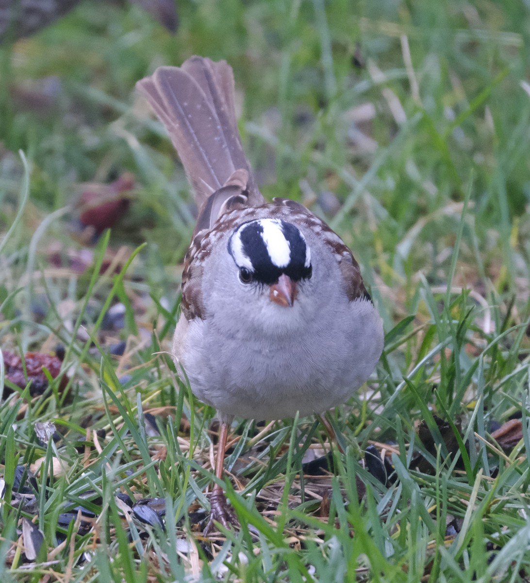 White-crowned Sparrow - ML619462479