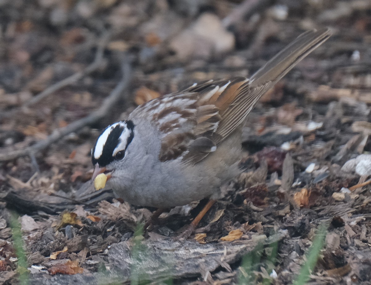 White-crowned Sparrow - ML619462491