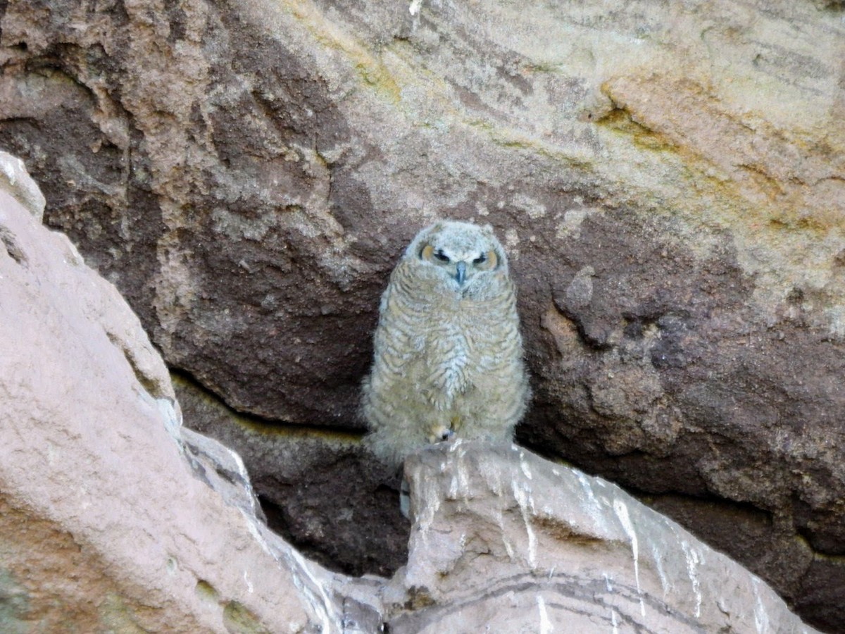 Great Horned Owl - ML619462615
