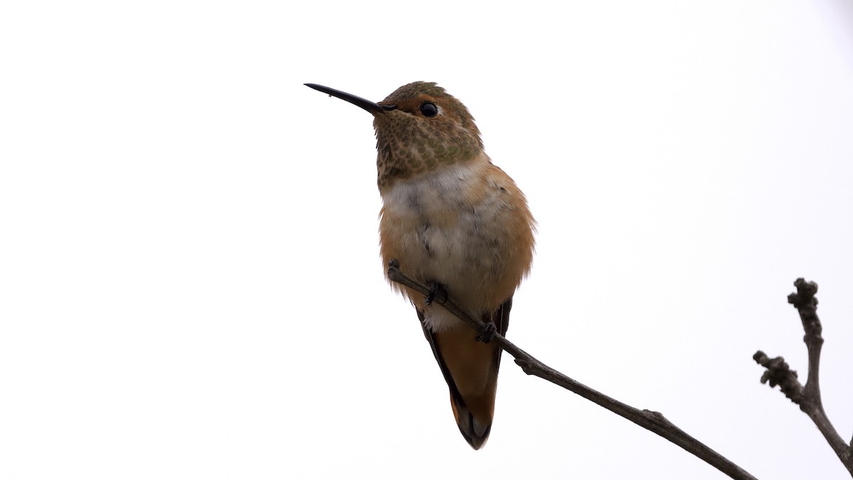 Allen's Hummingbird - ML619462733