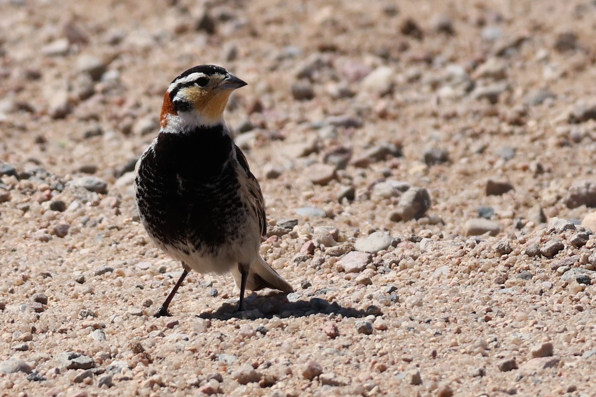 eBird Checklist - 22 May 2024 - Chestnut longspur spot 2024 - 4 species