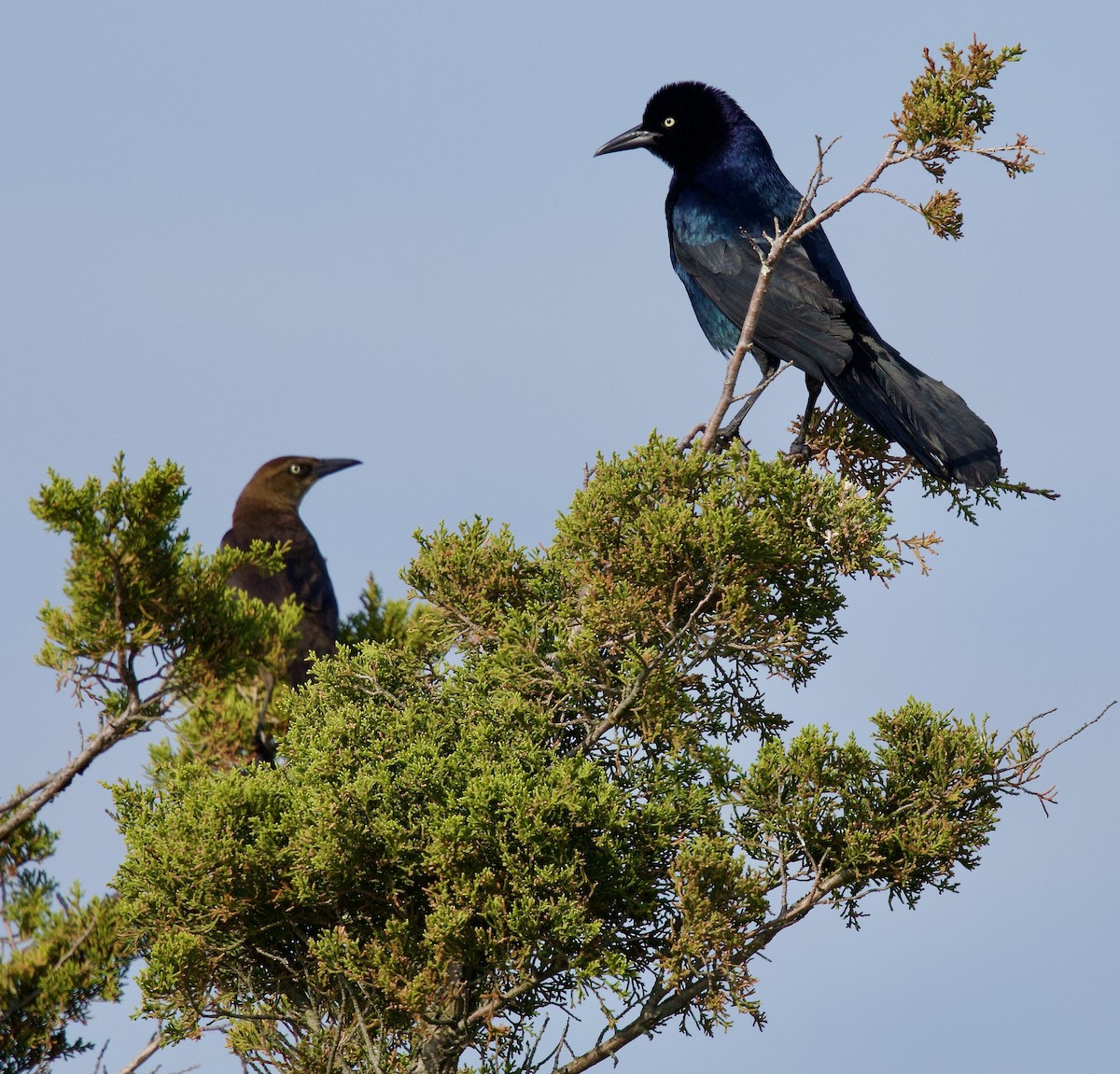 Boat-tailed Grackle - ML619462755
