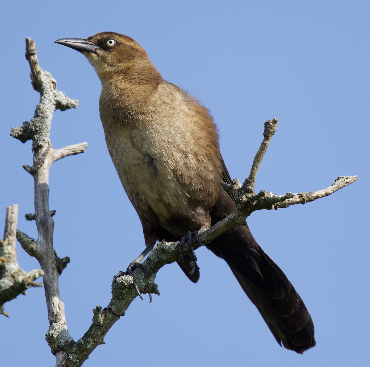 Boat-tailed Grackle - ML619462763