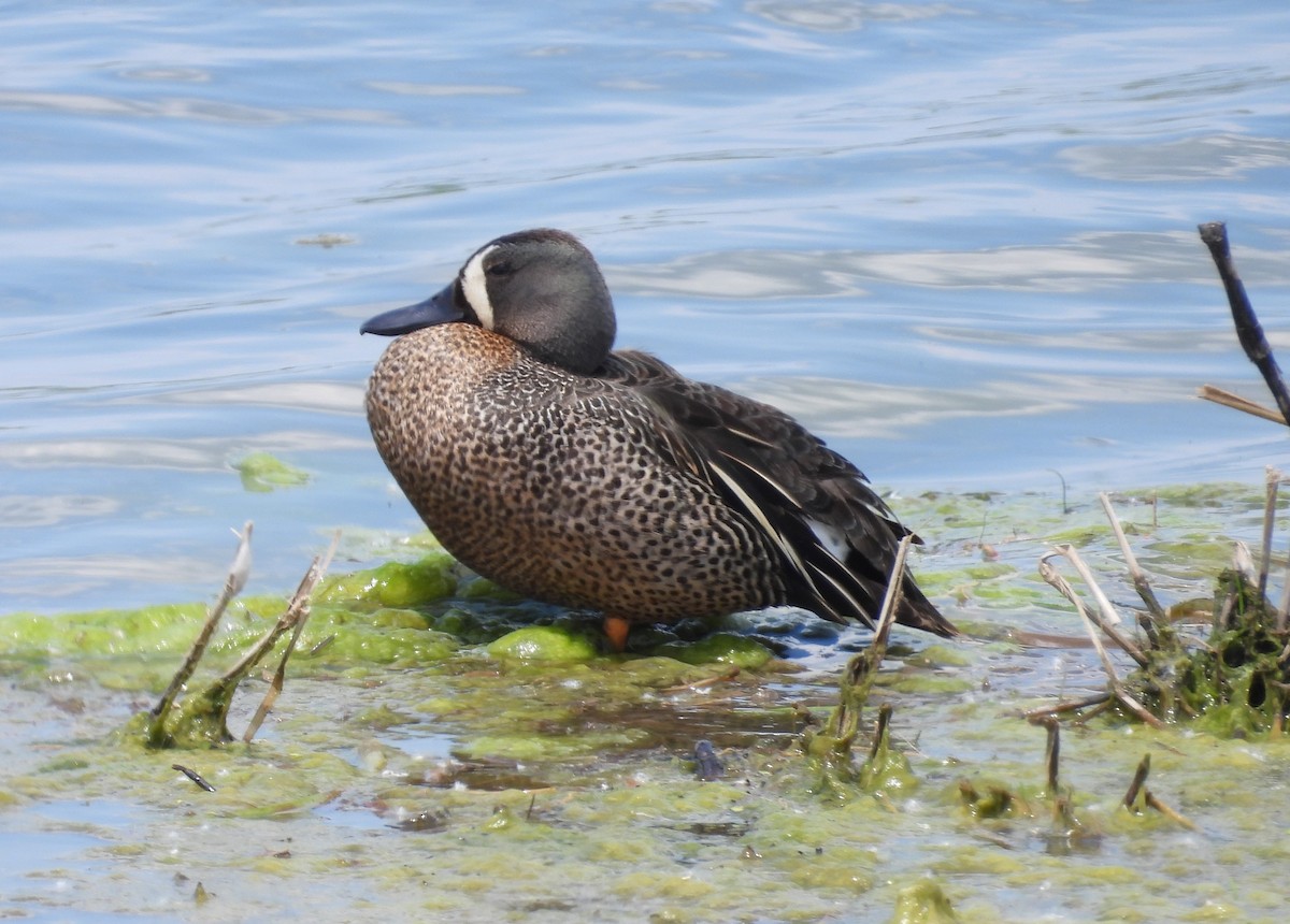 Blue-winged Teal - ML619462769