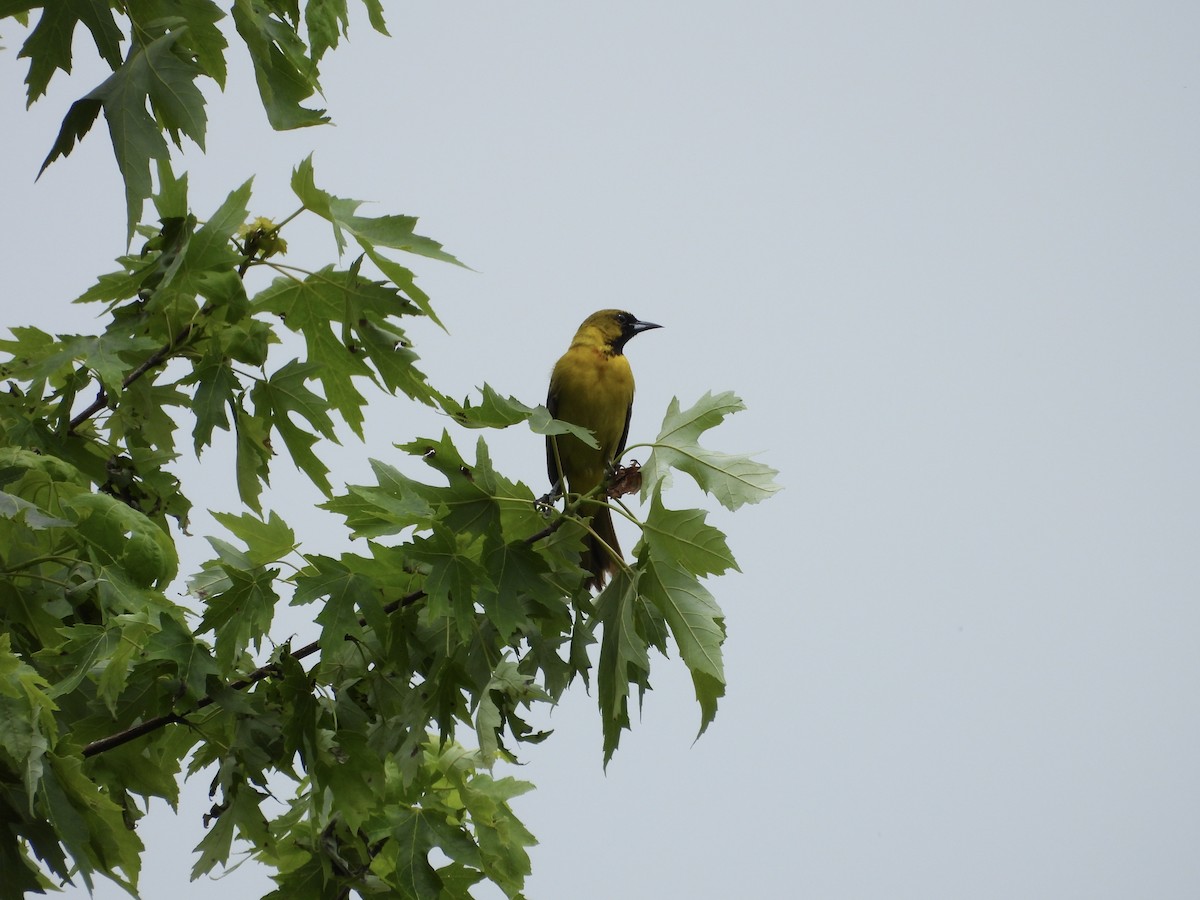 Orchard Oriole - ML619462775