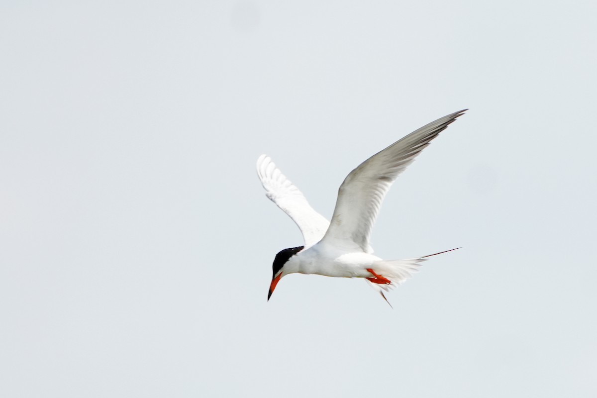 Common Tern - ML619462786