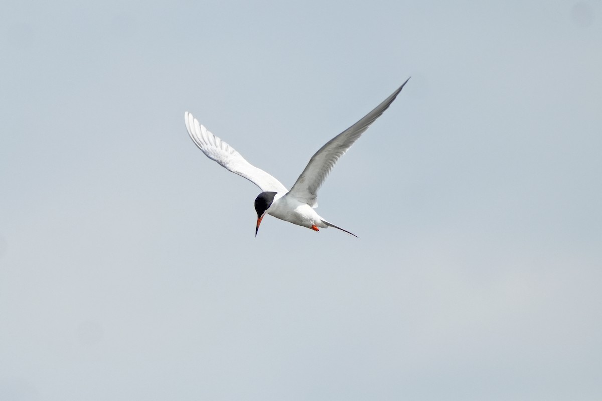 Common Tern - ML619462787