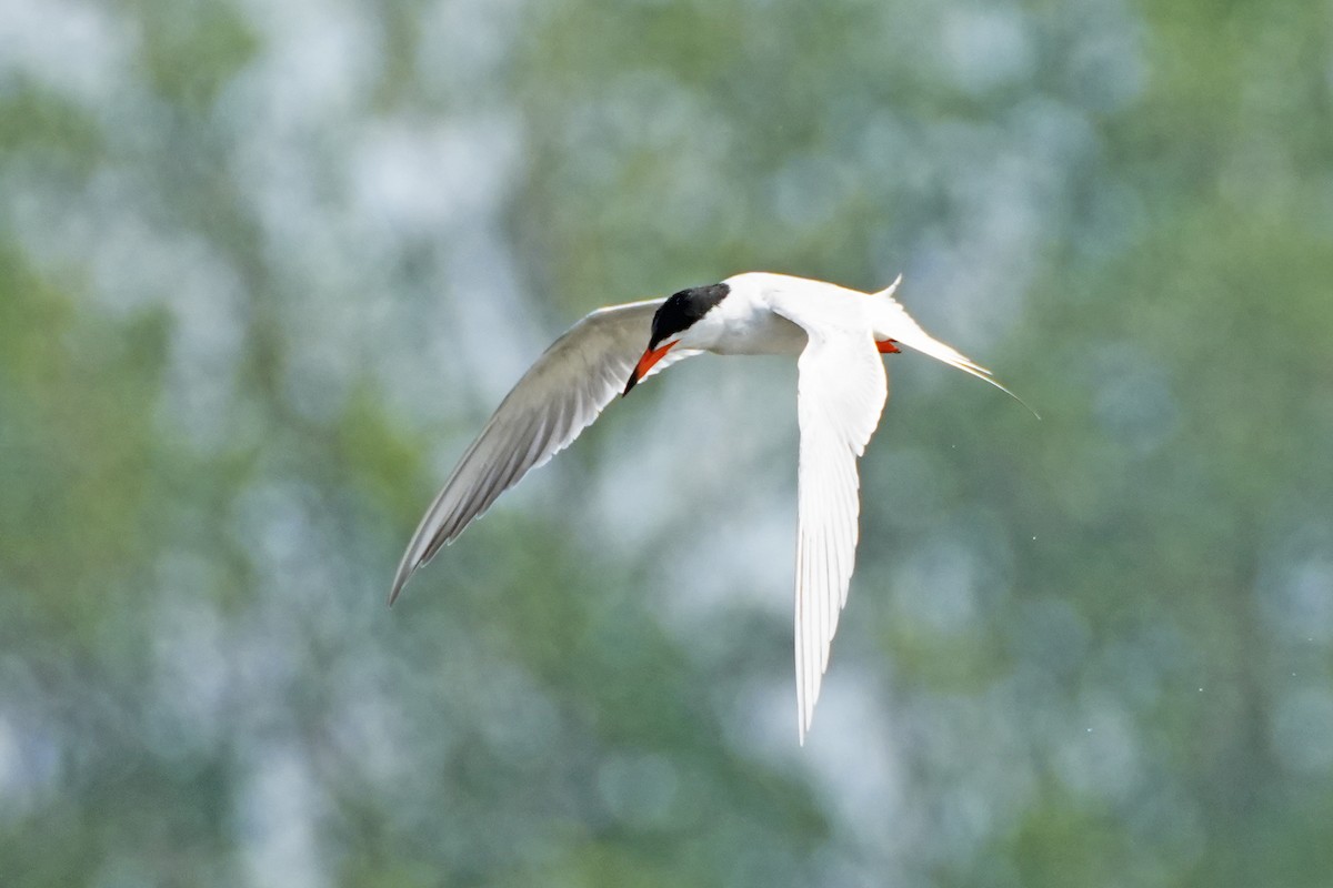 Common Tern - ML619462788