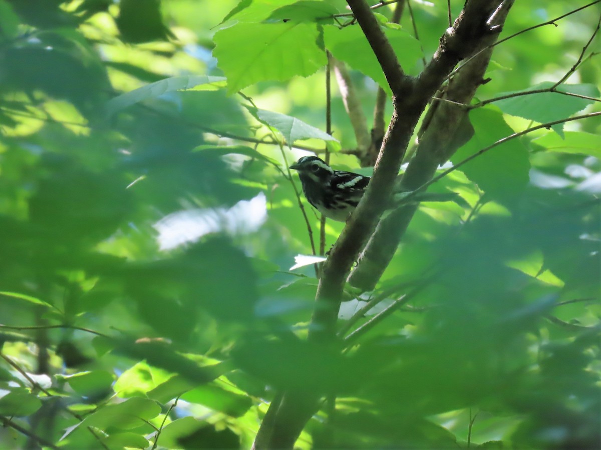 Black-and-white Warbler - ML619462835