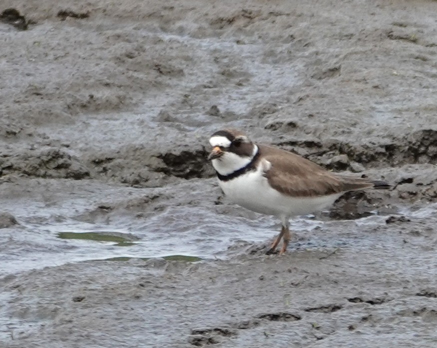 Semipalmated Plover - ML619462842