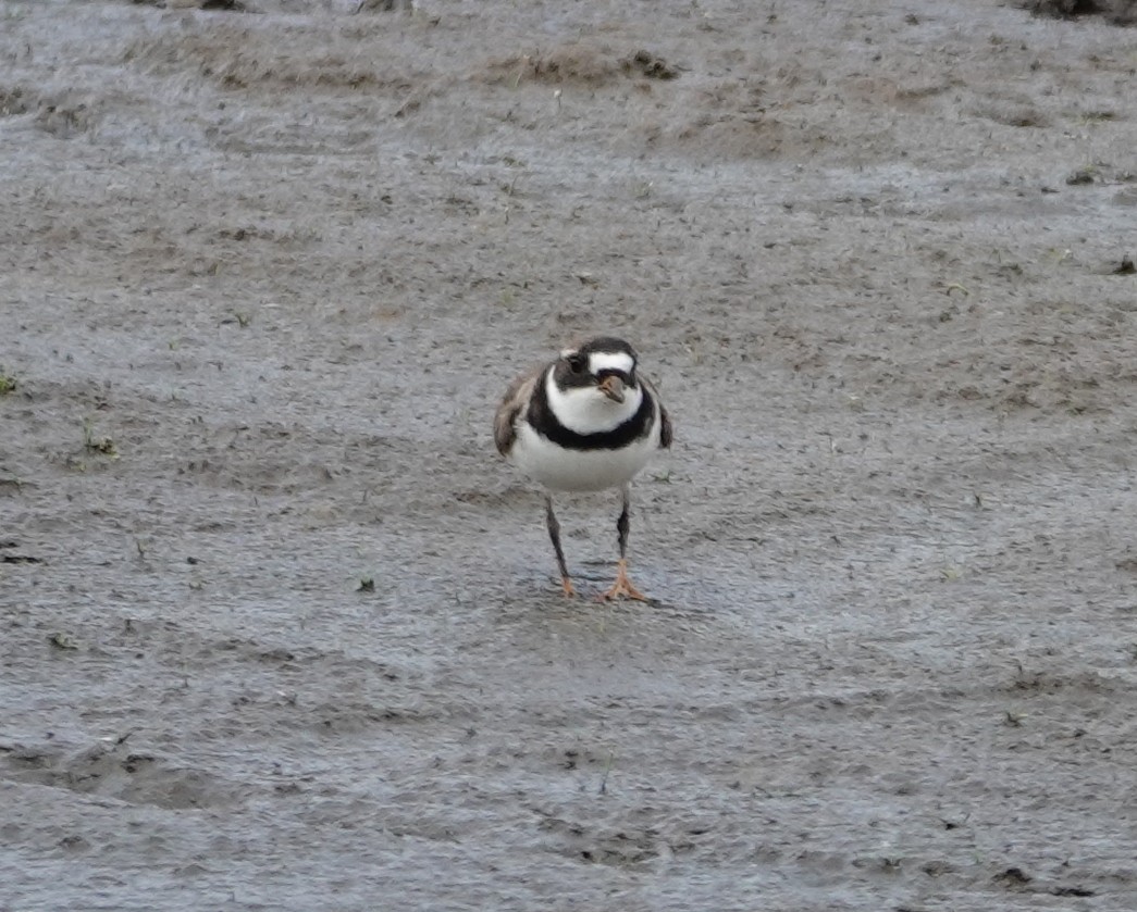 Semipalmated Plover - ML619462843