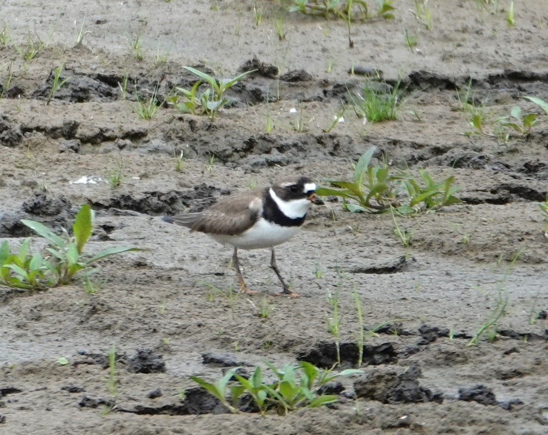 Semipalmated Plover - ML619462845
