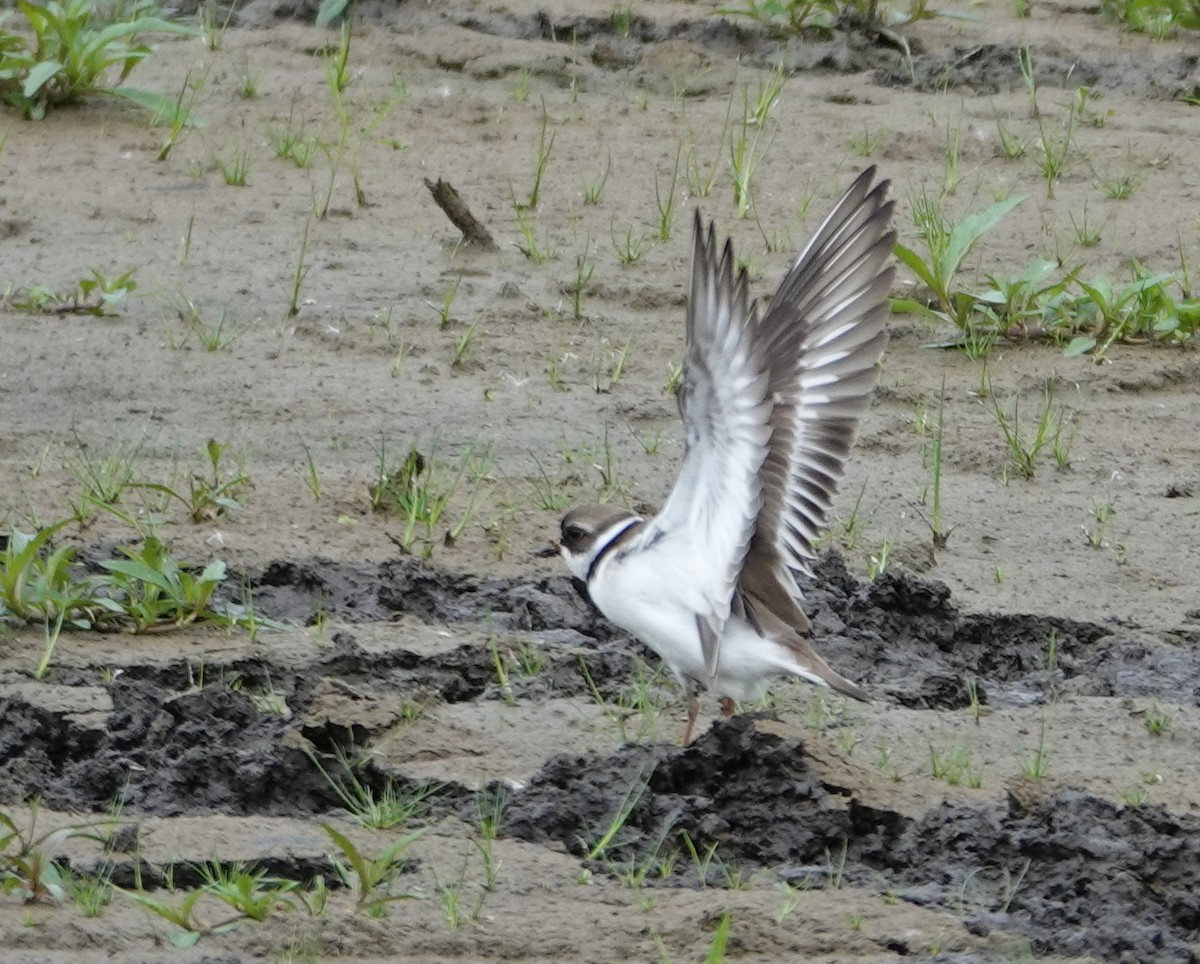 Semipalmated Plover - ML619462846