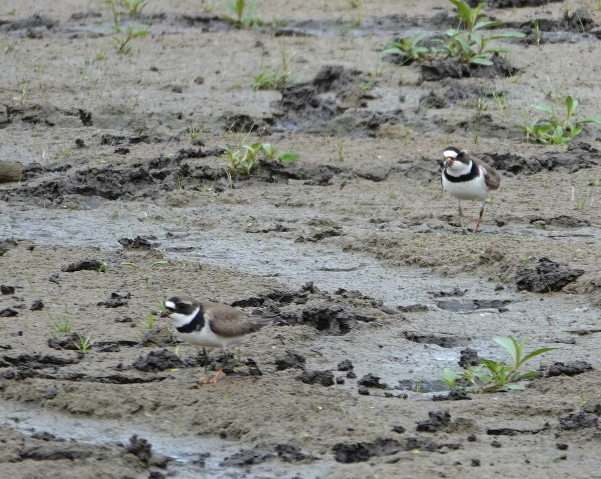 Semipalmated Plover - ML619462847