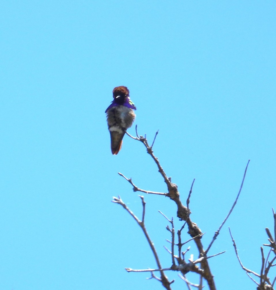 Costa's Hummingbird - ML619462859