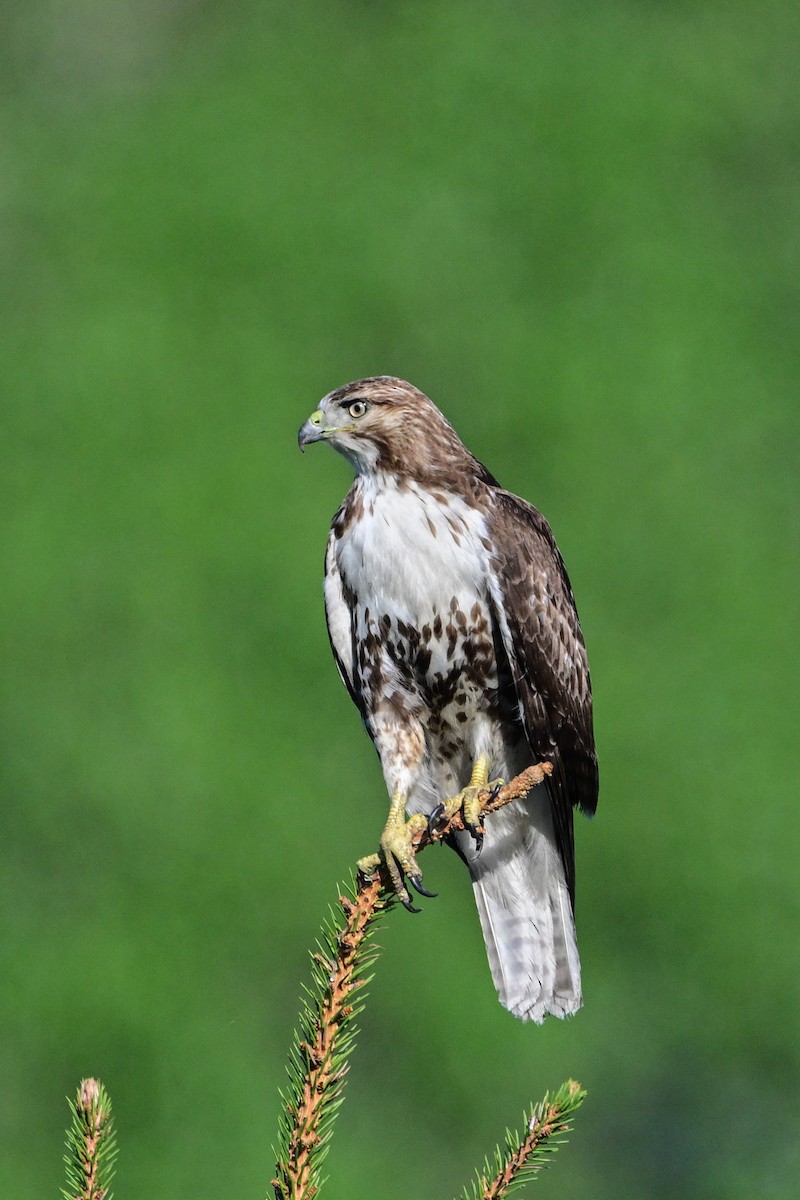 Red-tailed Hawk - ML619462871