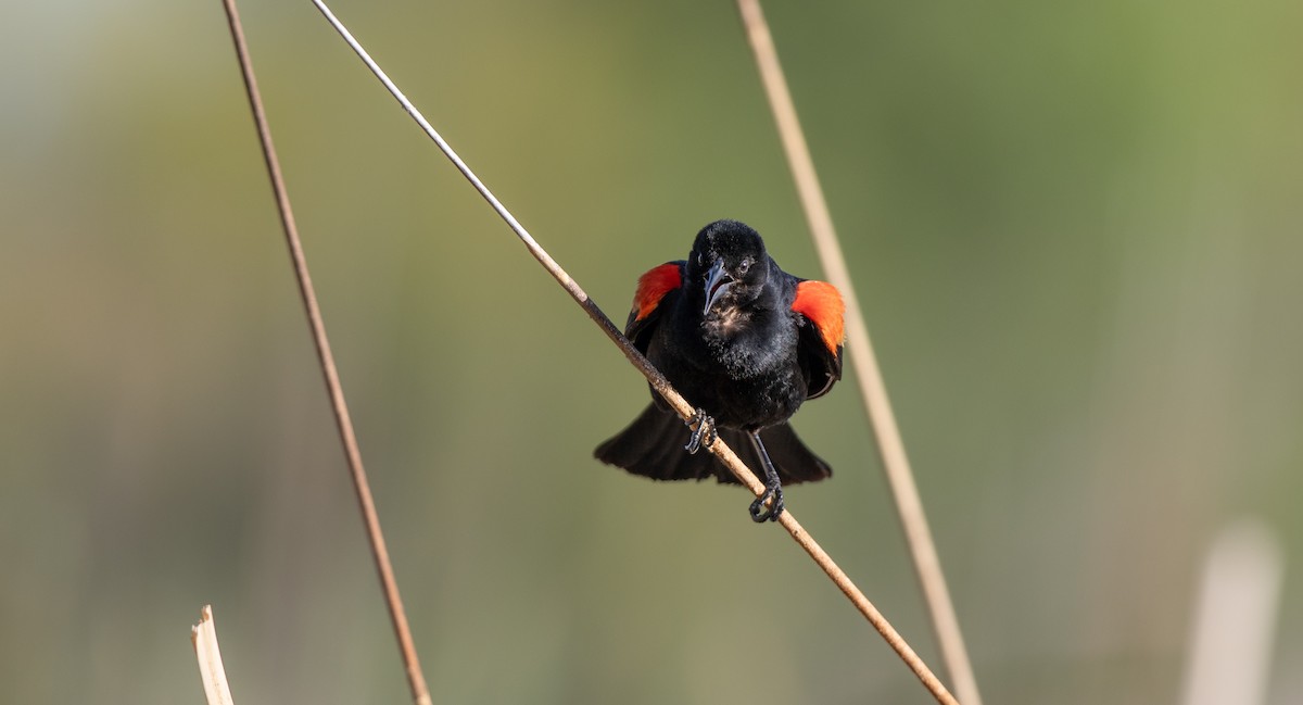 Red-winged Blackbird (Red-winged) - ML619462878