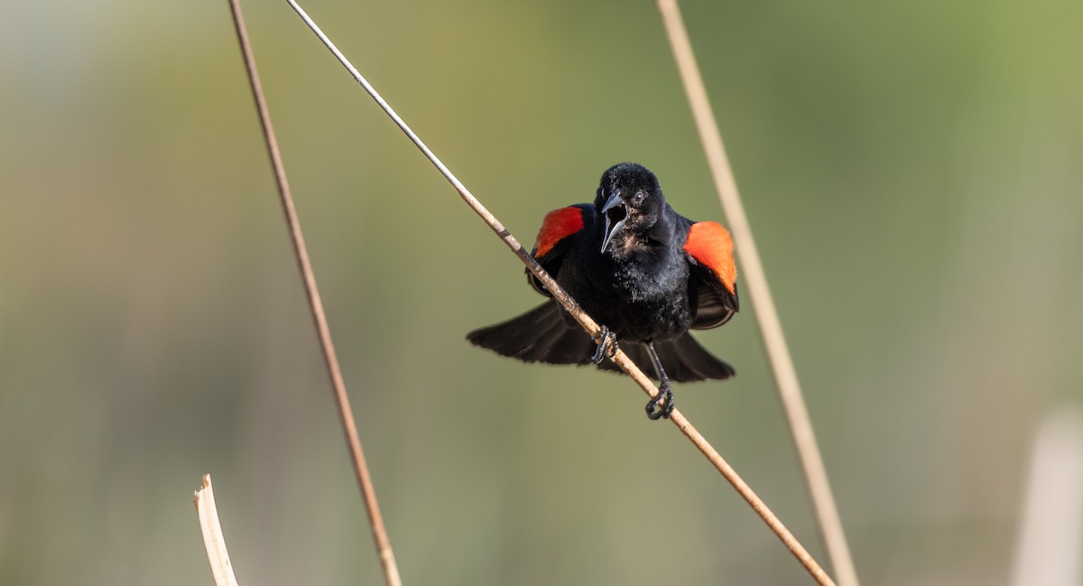 Red-winged Blackbird (Red-winged) - ML619462939