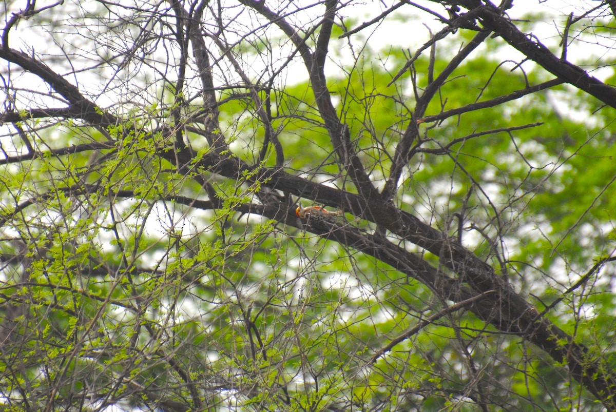 Yellow-crowned Woodpecker - ML619462981